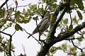 Grace's Warbler FtDavisAug08 145